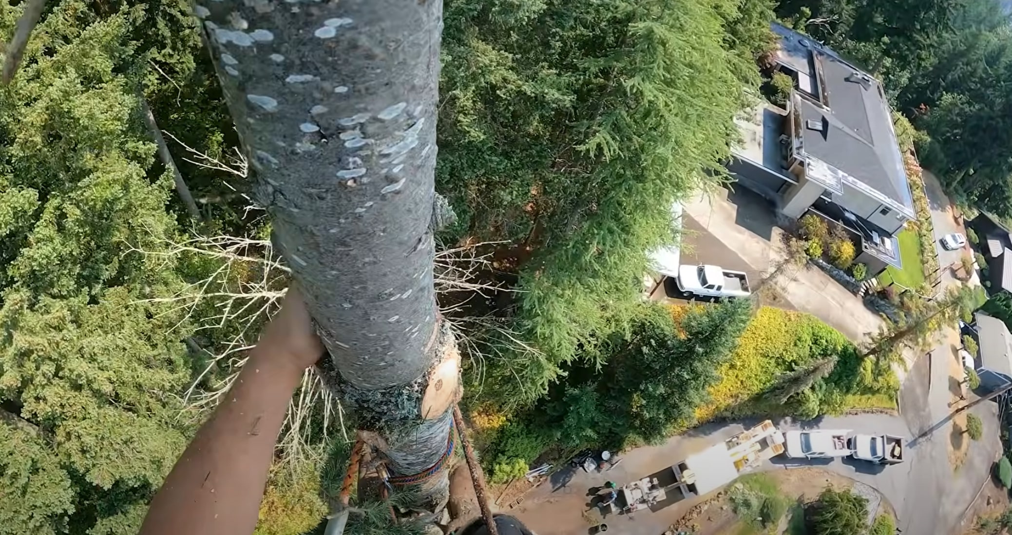 Professional tree service in Camarillo, CA