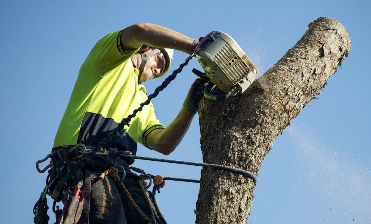 Professional arborist performing chainsaw work on tree in Camarillo, CA