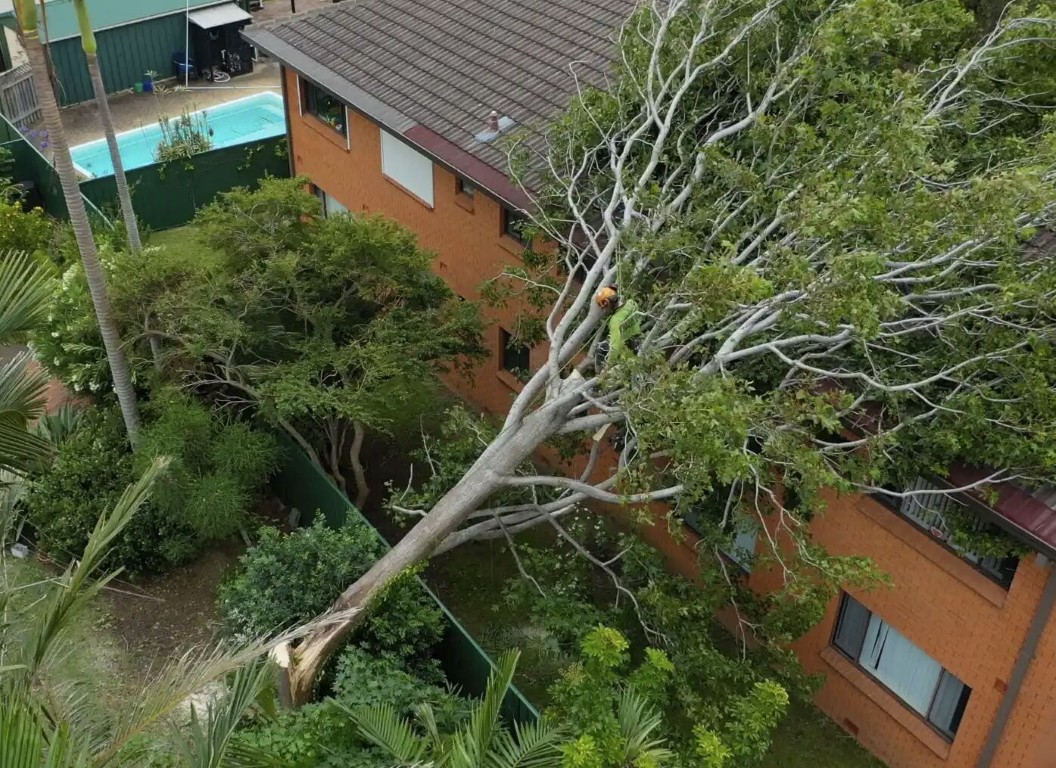 Storm-damaged tree fallen over residential property requiring emergency removal in Camarillo