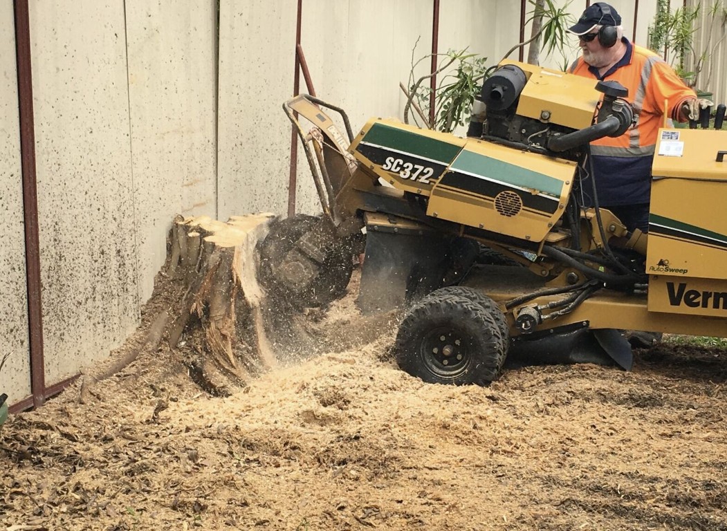 Professional stump grinding equipment removing tree stump in Camarillo backyard